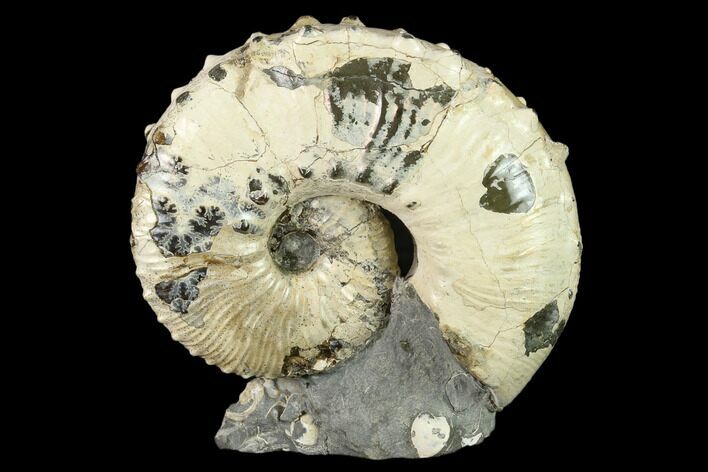 Fossil Hoploscaphites Ammonite - South Dakota #131226